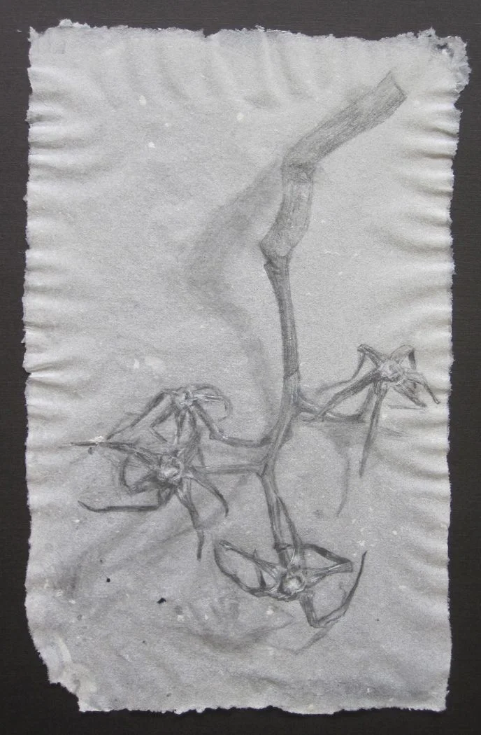 Tomato stem , 2011, pencil and white charcoal on handmade abaca paper, 8" x 5"