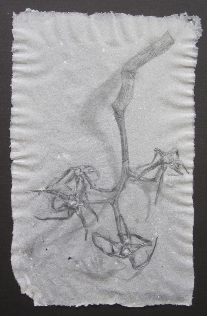   Tomato stem , 2011,&nbsp;pencil and white charcoal on handmade abaca paper, 8" x 5" 