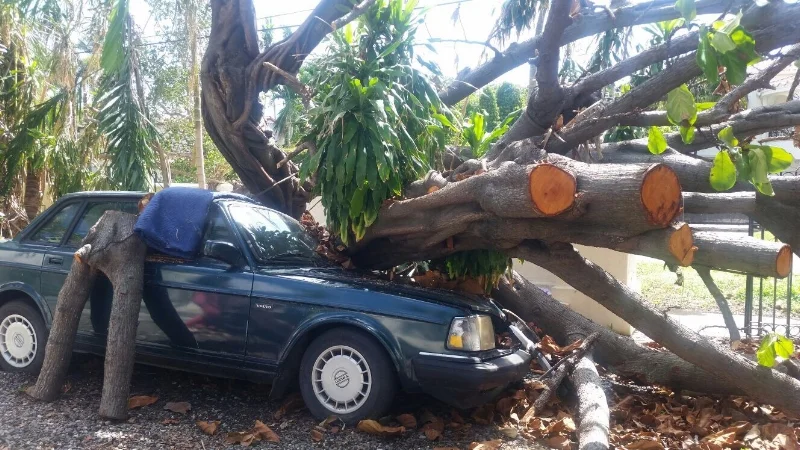Car Tree Emergency.JPG