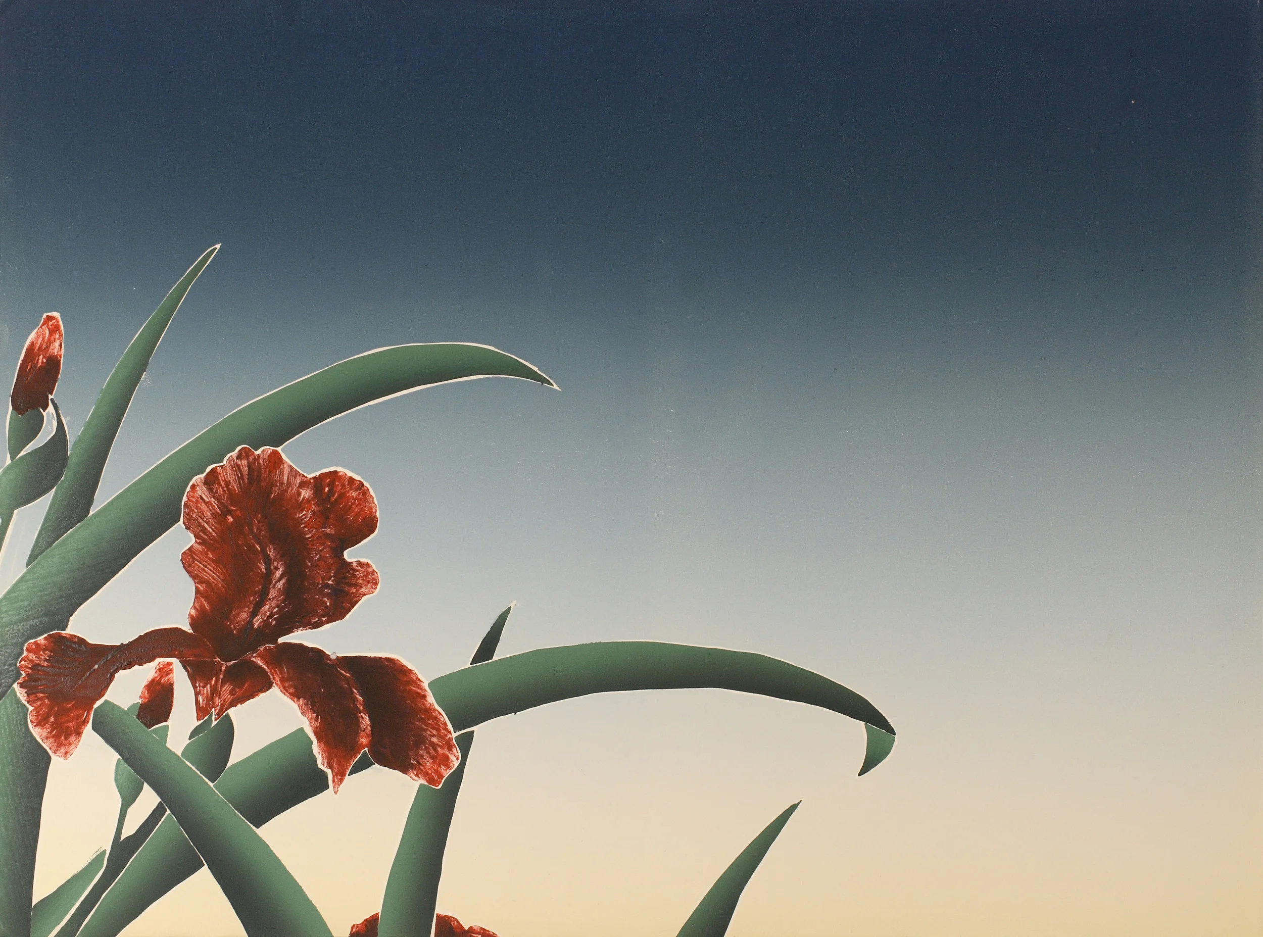 Iris at Daybreak