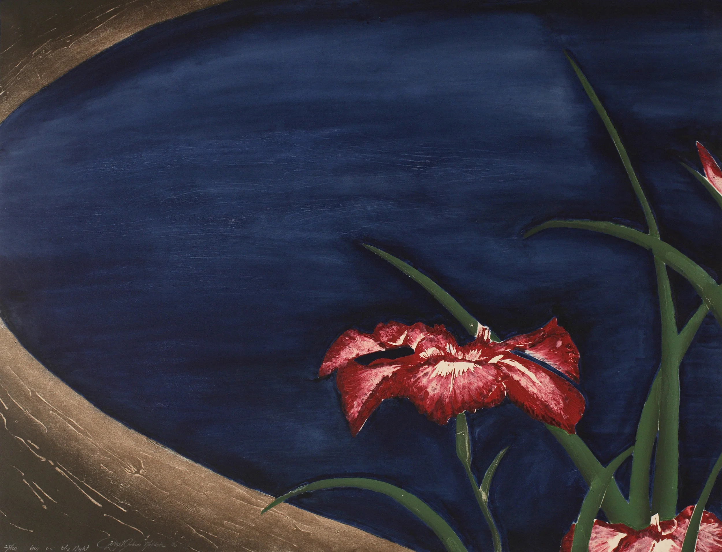 Iris at Night
