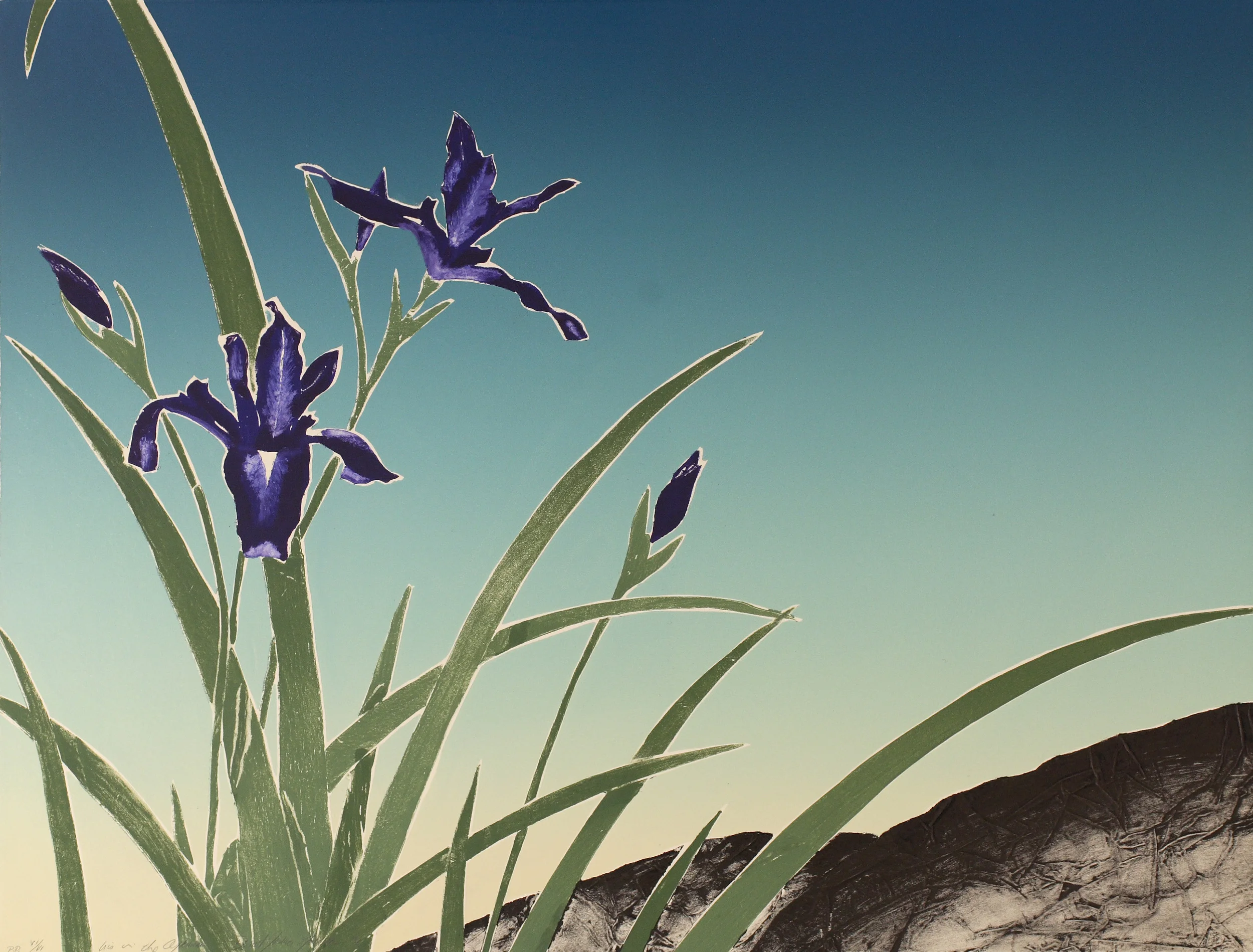 Iris in the Afternoon