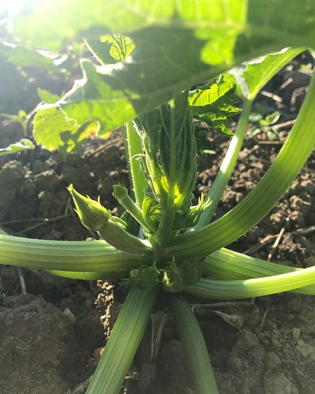 V&auml;ldigt snart har vi zucchini!