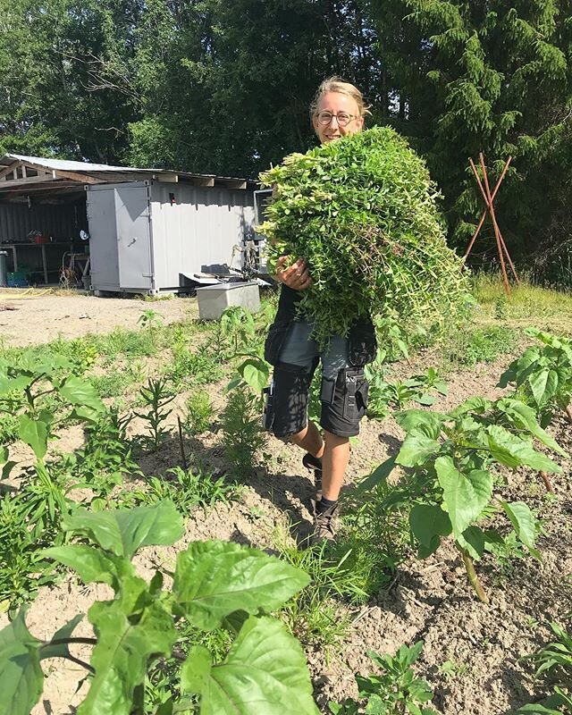 Linnea med en stor sk&ouml;rd oregano! Doften 👌