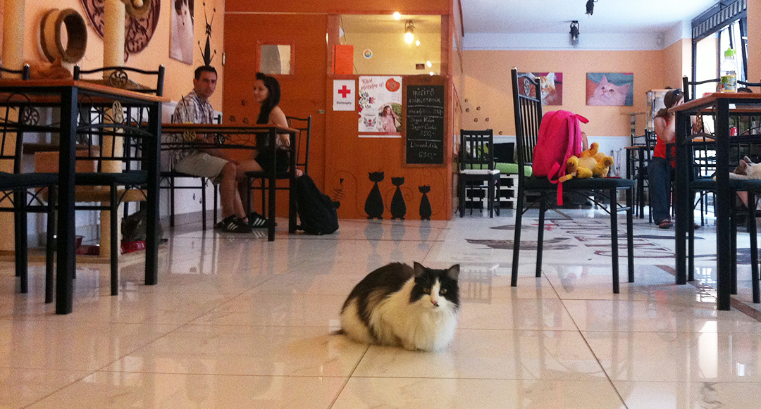 About Us – Cat Café Budapest