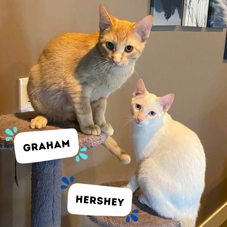 HERSHEY &amp; GRAHAM