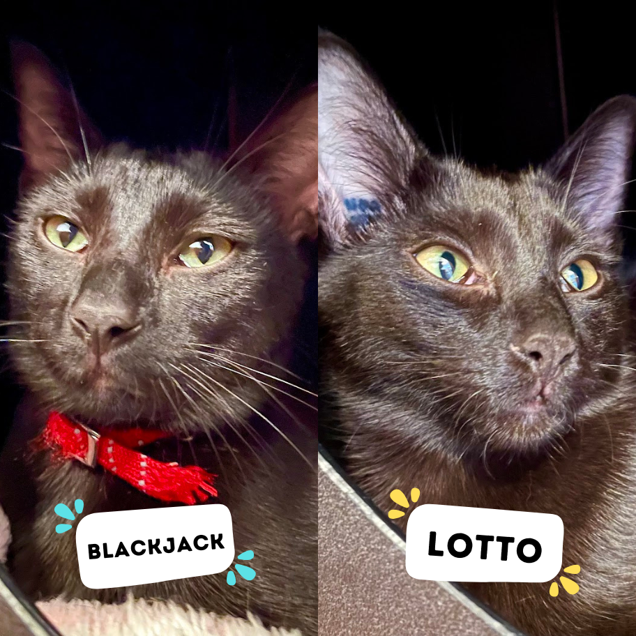 BLACKJACK & LOTTO