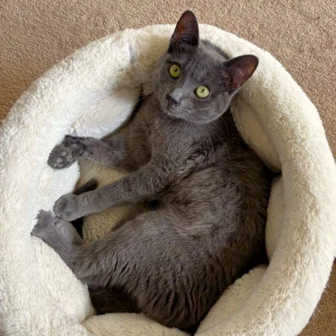 GINA