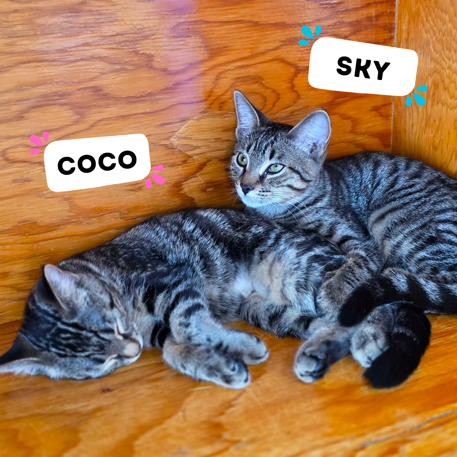 COCO & SKY