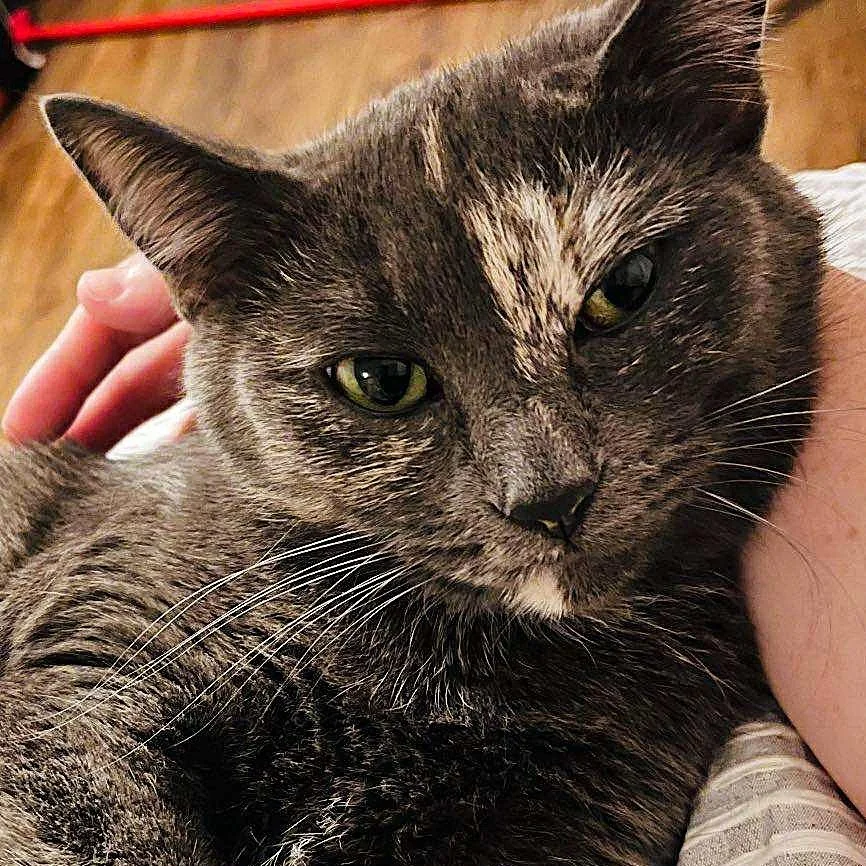 GUS