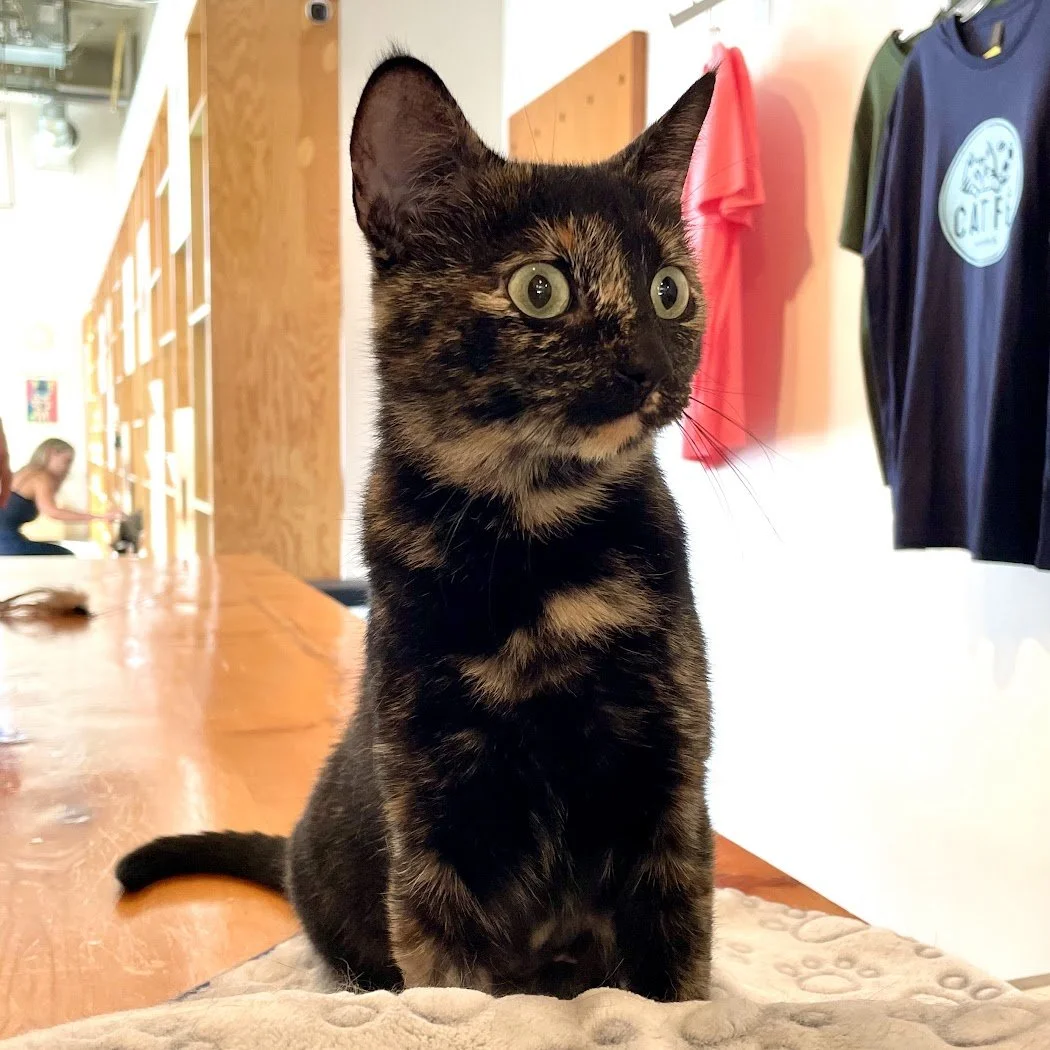 LENI