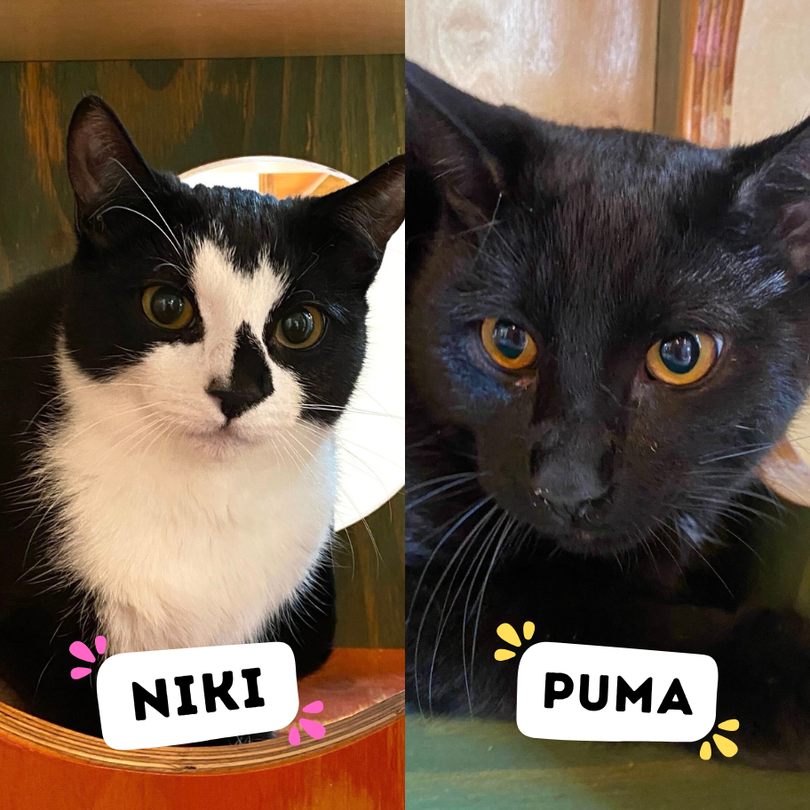NIKI &amp; PUMA
