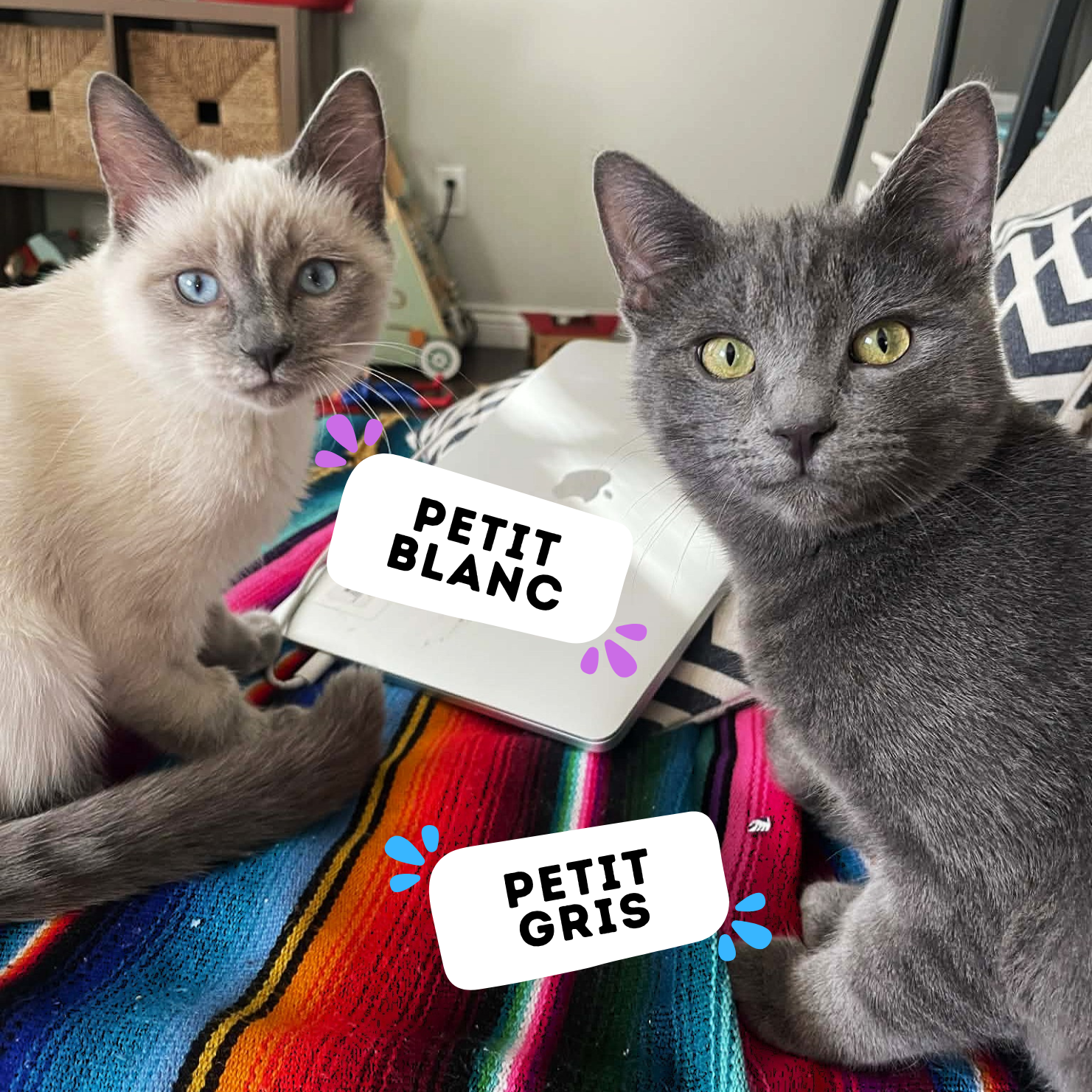 PETIT BLANC &amp; PETIT GRIS