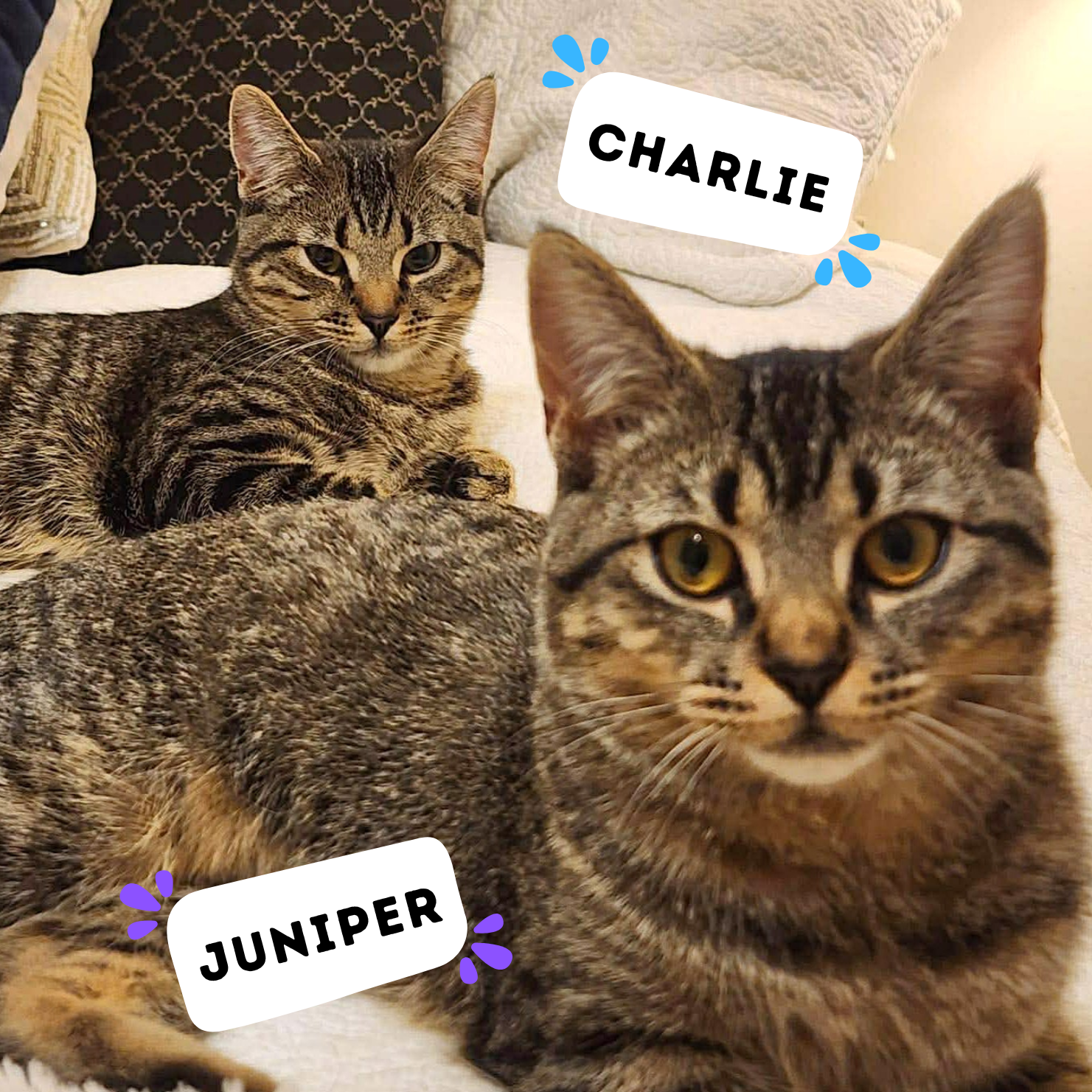 CHARLIE &amp; JUNIPER