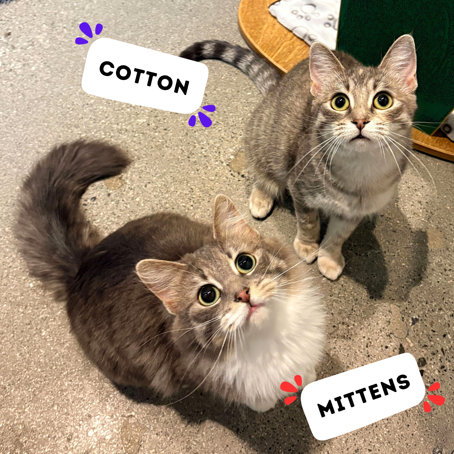 COTTON &amp; MITTENS