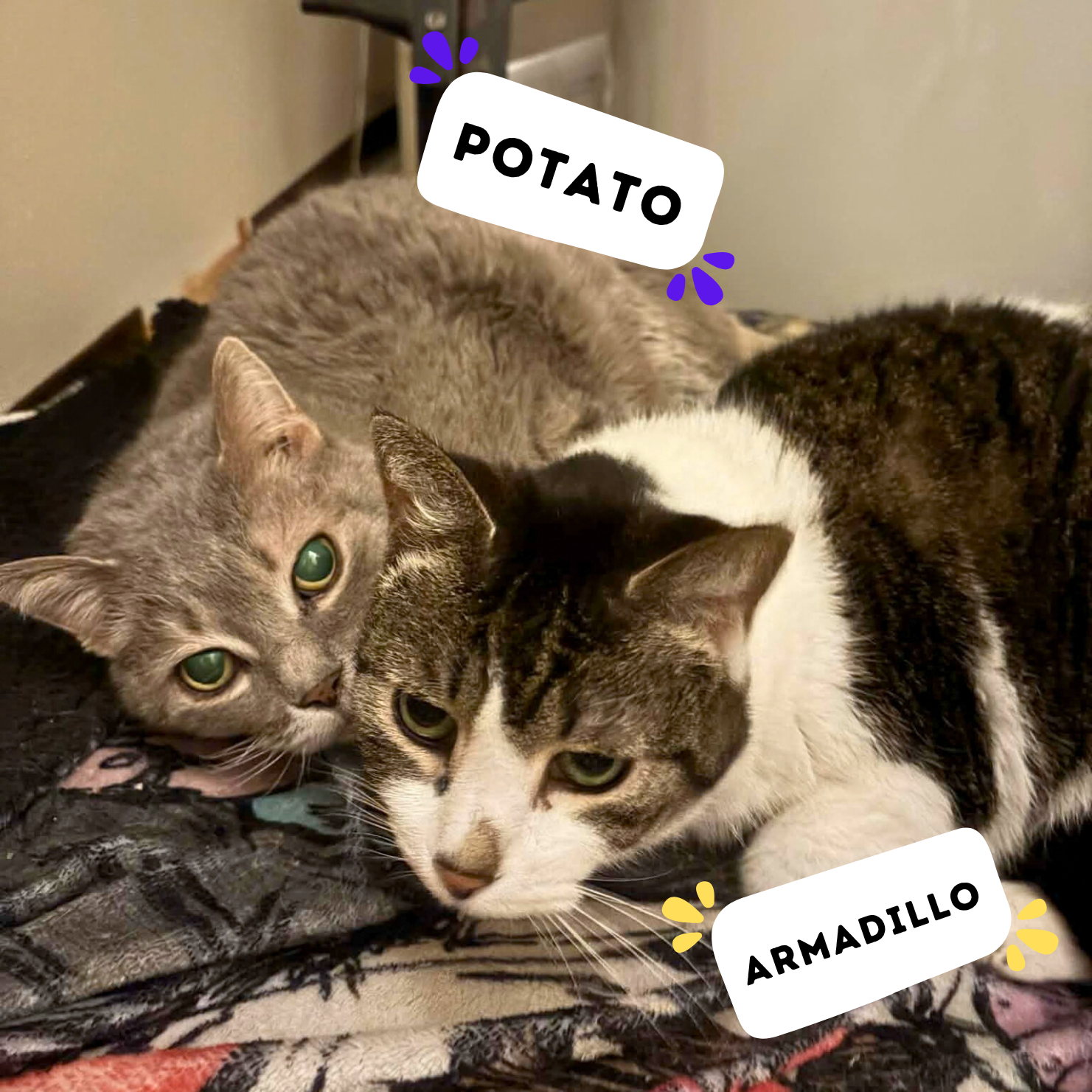 POTATO &amp; ARMADILLO