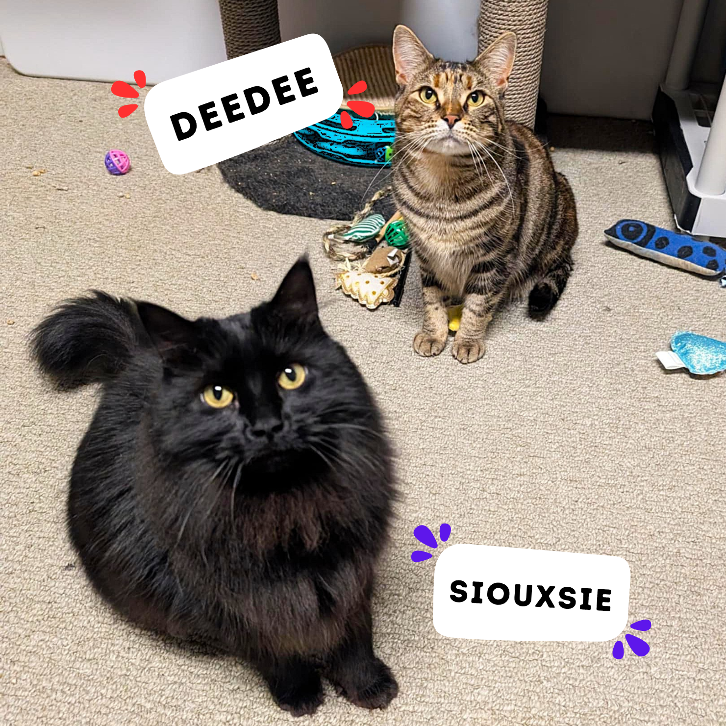 DEEDEE &amp; SIOUXSIE