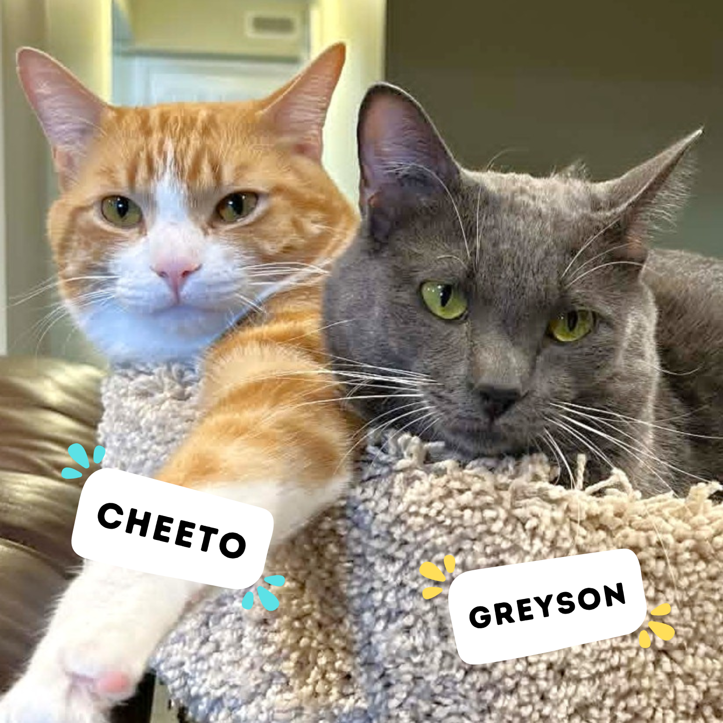 CHEETO &amp; GREYSON