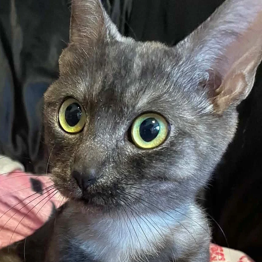 NALA