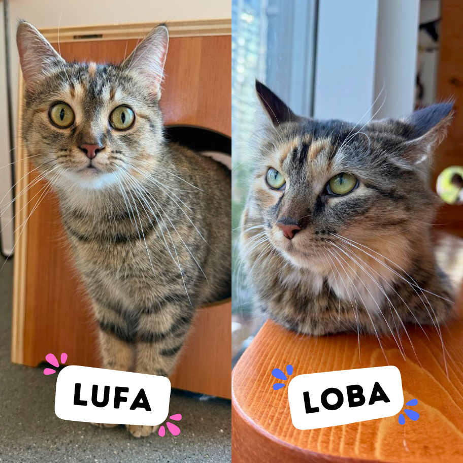LUFA &amp; LOBA