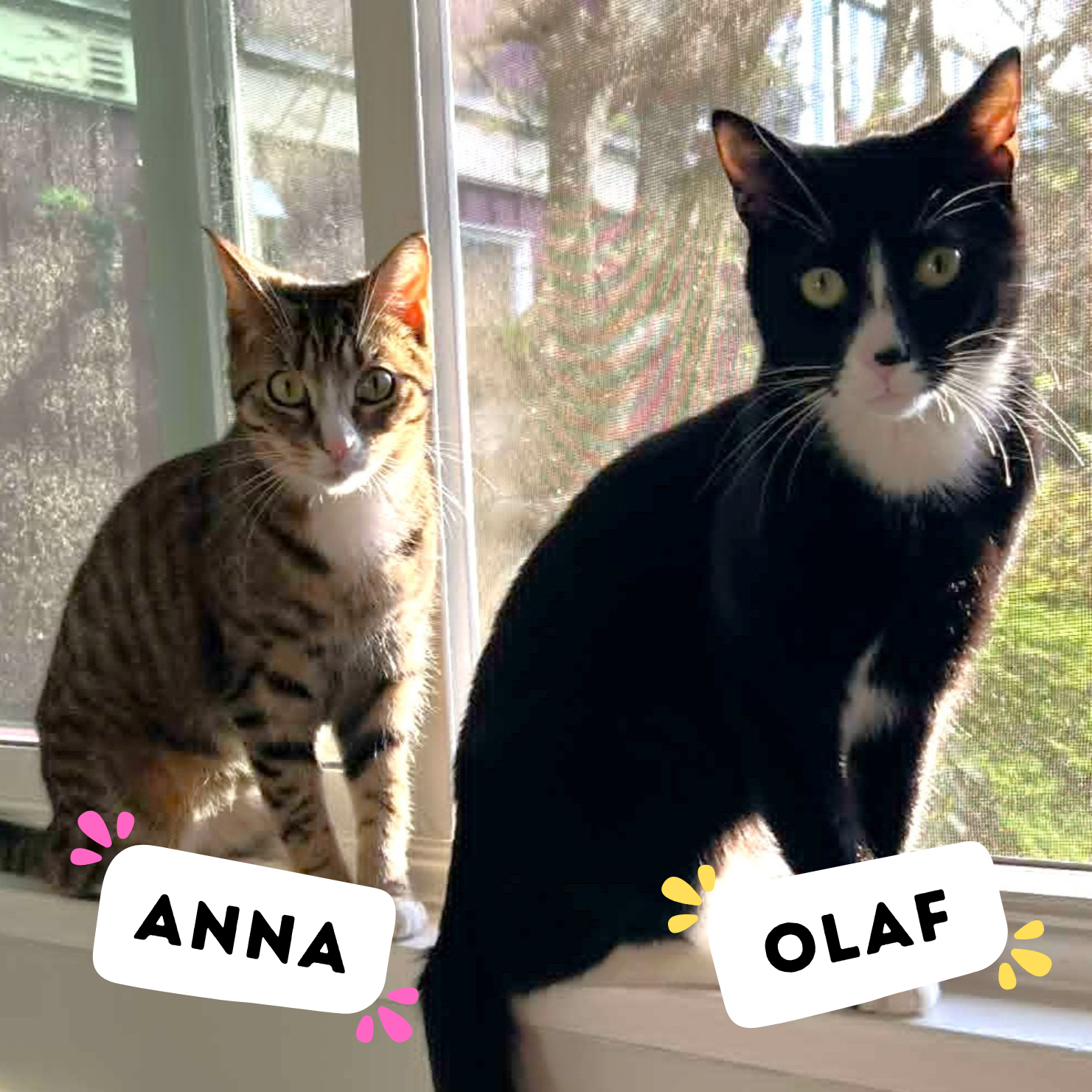   STATUS: APPLICATIONS OPEN    Female / Male, 1 year    Adoption Fee: $670+pst   Meet sweet bonded siblings Anna (tabby) and Olaf (black and white)! These two are the purrfect pair—happy to play together or on their own, often engaging in playful wre