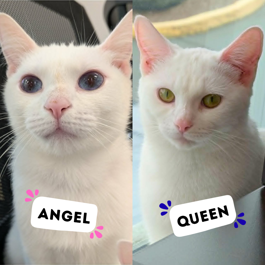 ANGEL &amp; QUEEN