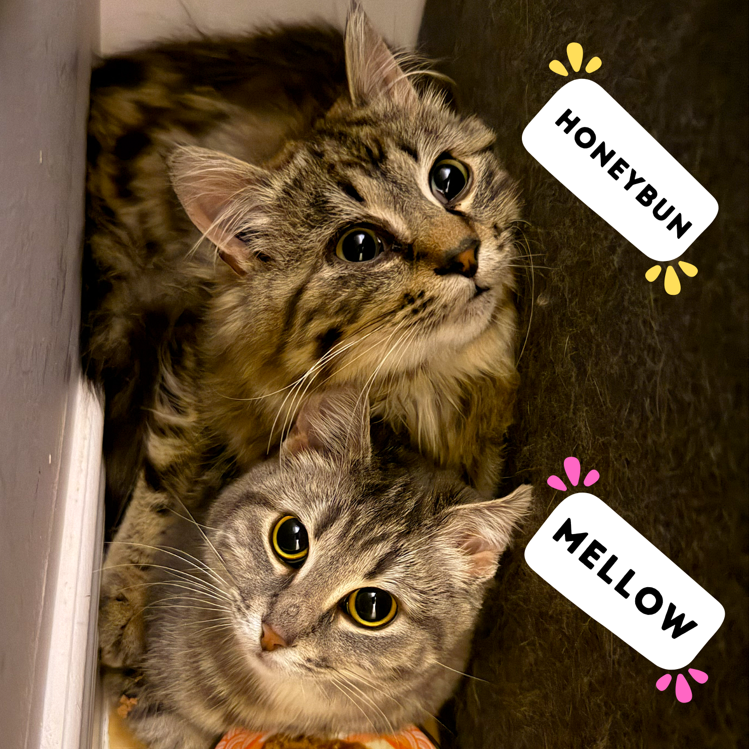 HONEYBUN &amp; MELLOW