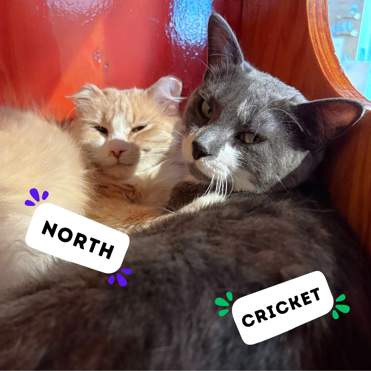 NORTH &amp; CRICKET