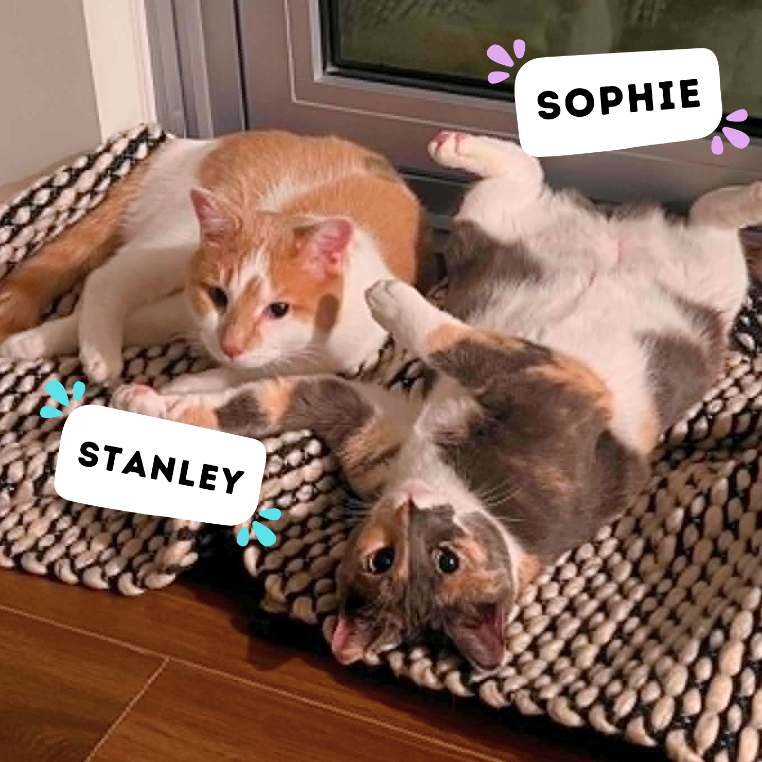 STANLEY &amp; SOPHIE