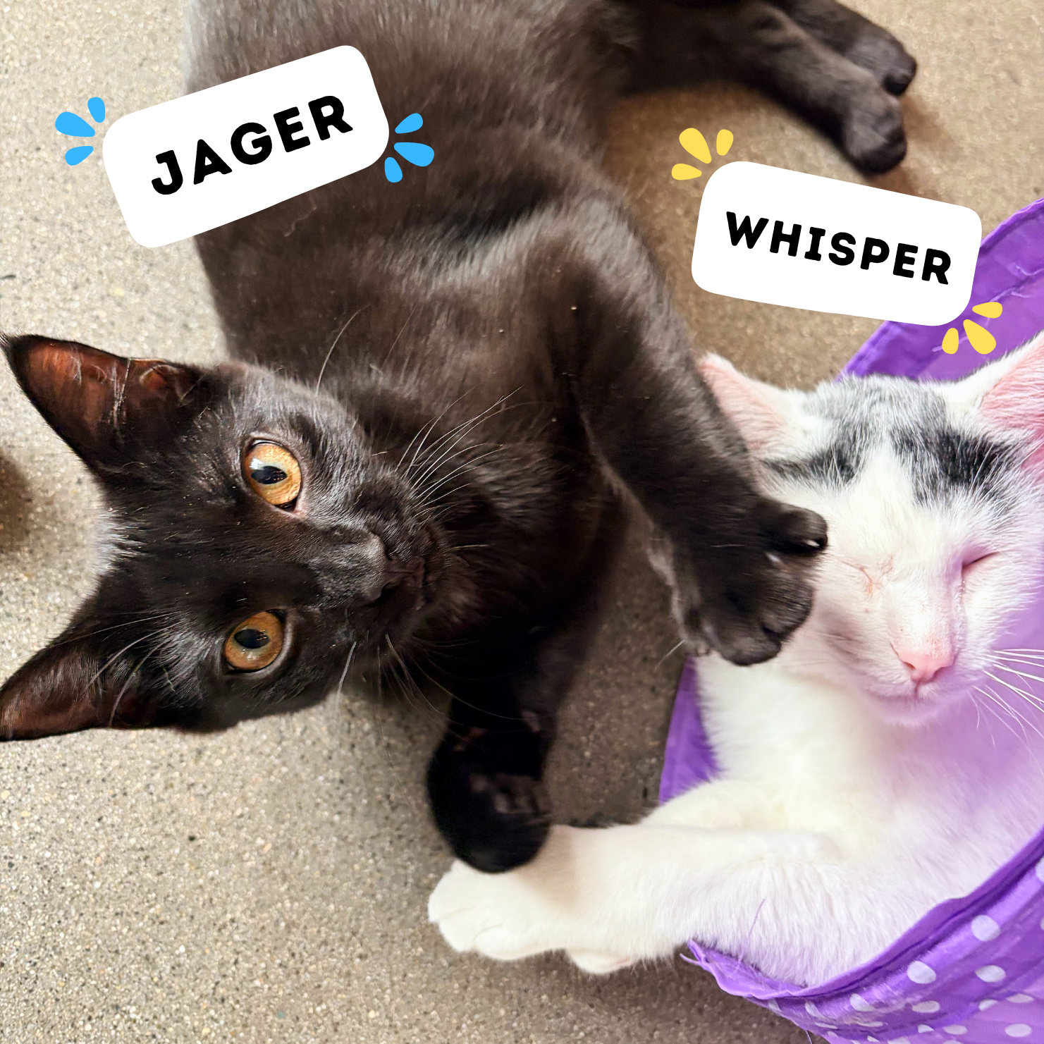 JAGER &amp; WHISPER