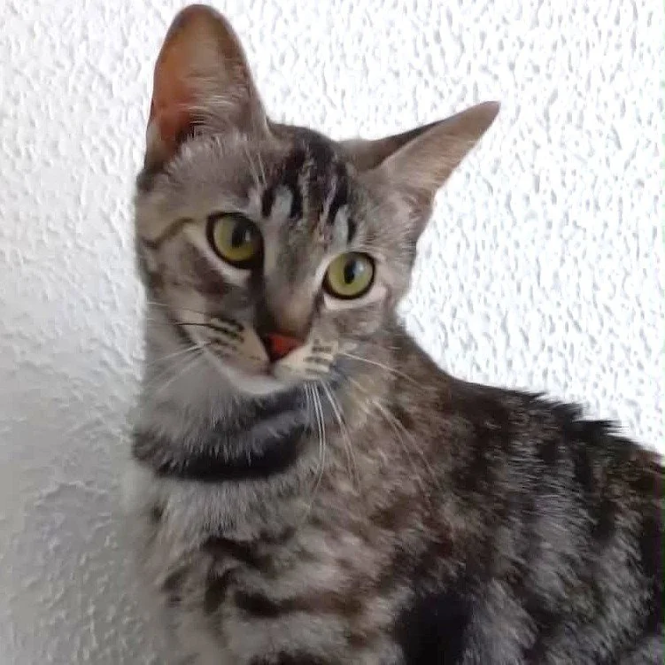 NUTMEG