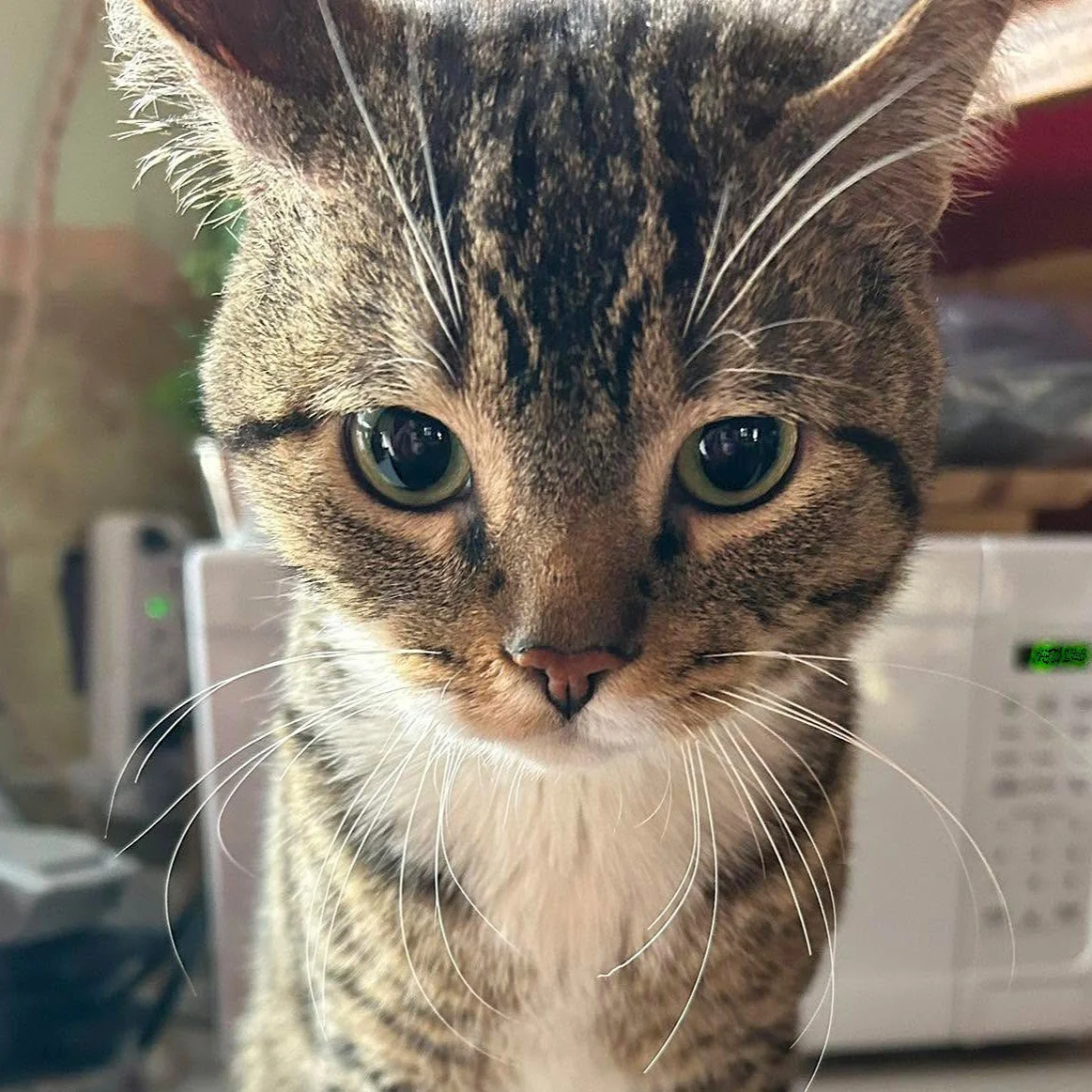 STEVE