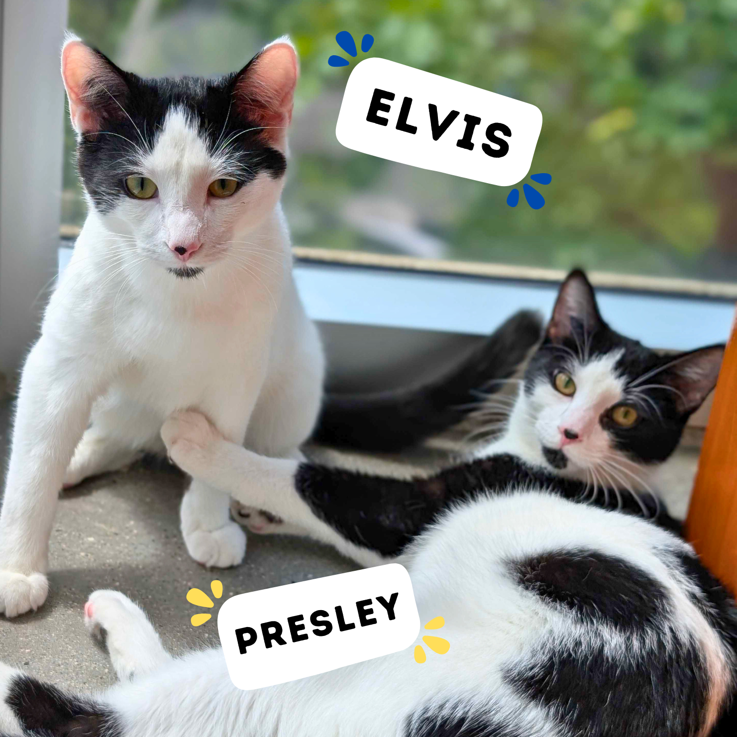 ELVIS &amp; PRESLEY