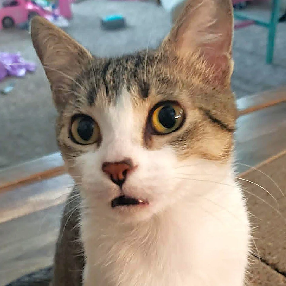 DARLENE