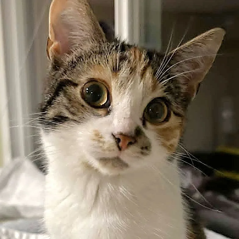 SONJA