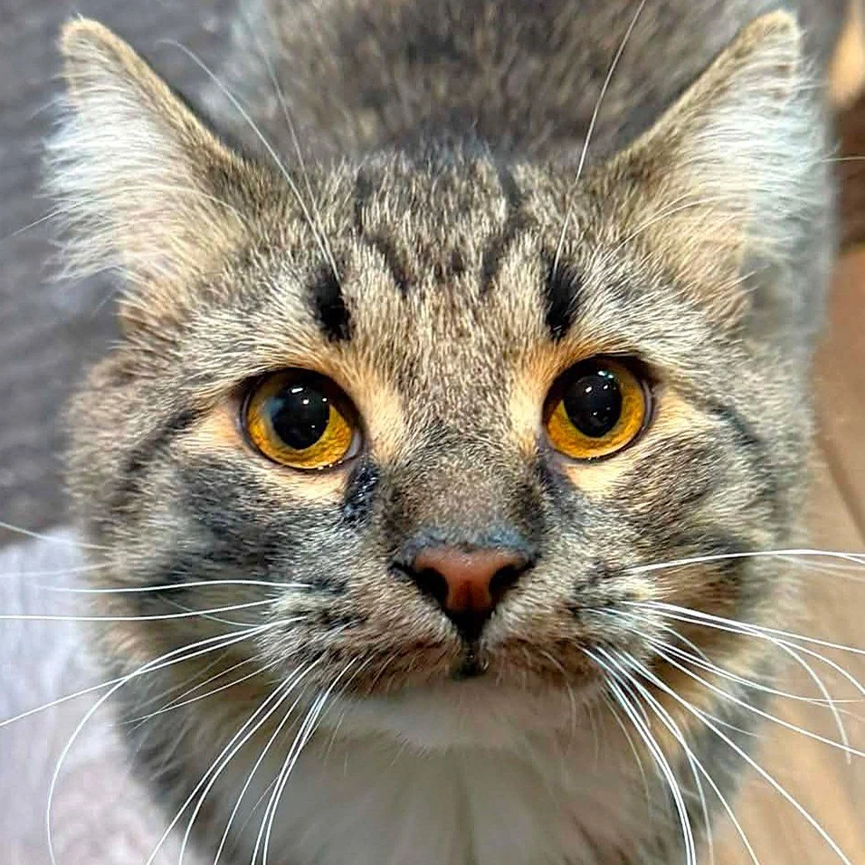 FELIX