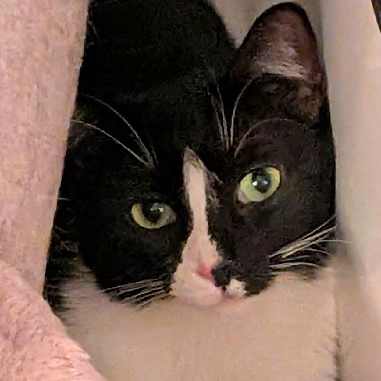 CHARLIE BEANS