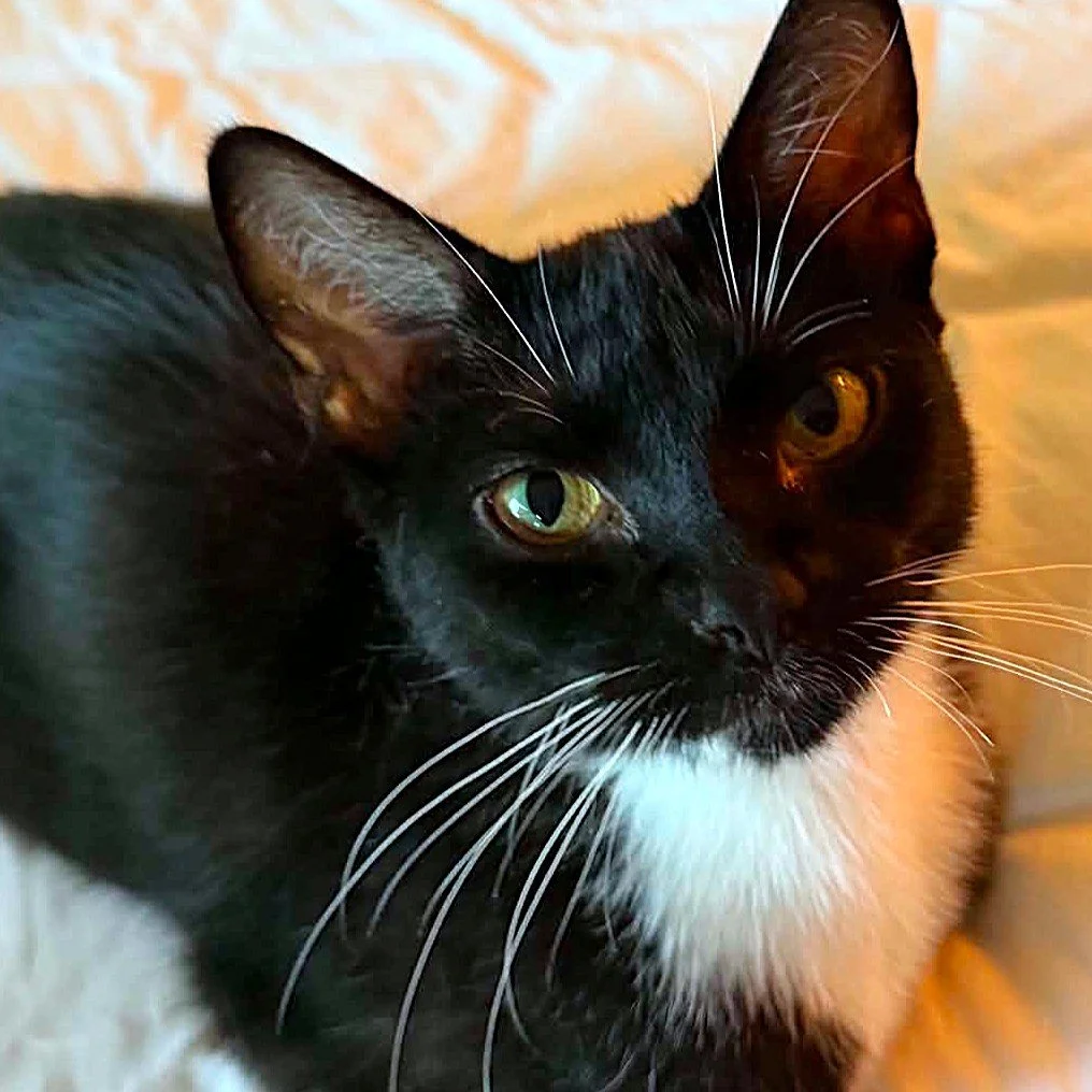 OREO