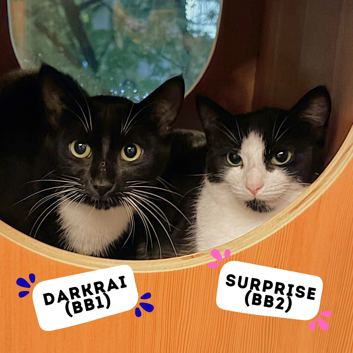 DARKRAI (BB1) &amp; SURPRISE (BB2)