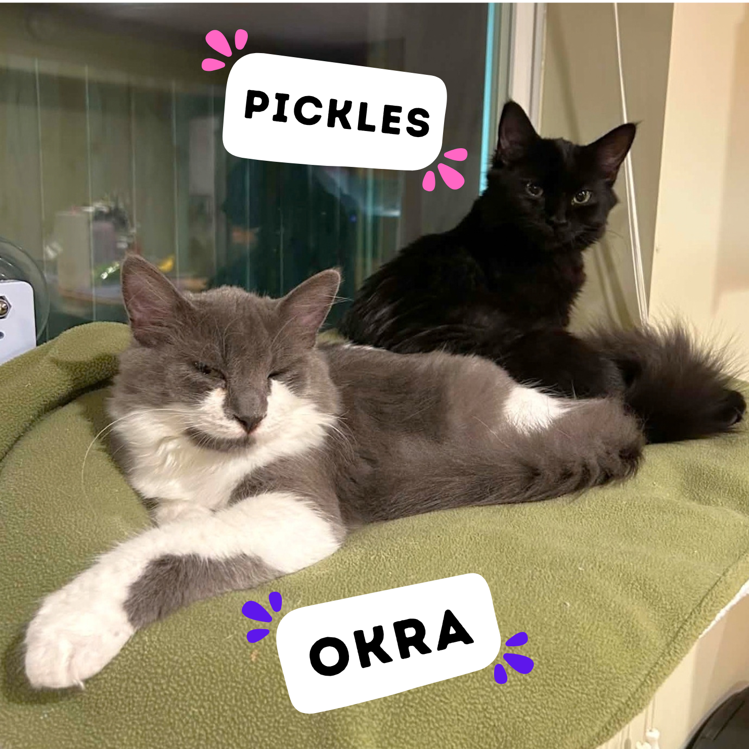 OKRA &amp; PICKLES