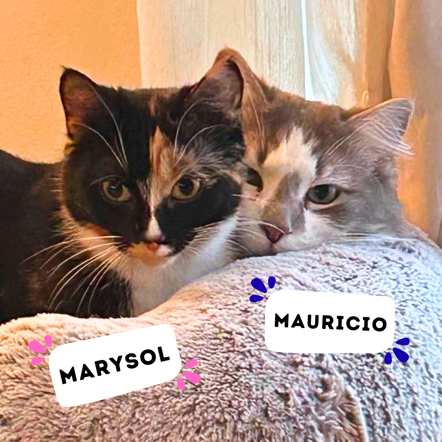 MARYSOL &amp; MAURICIO
