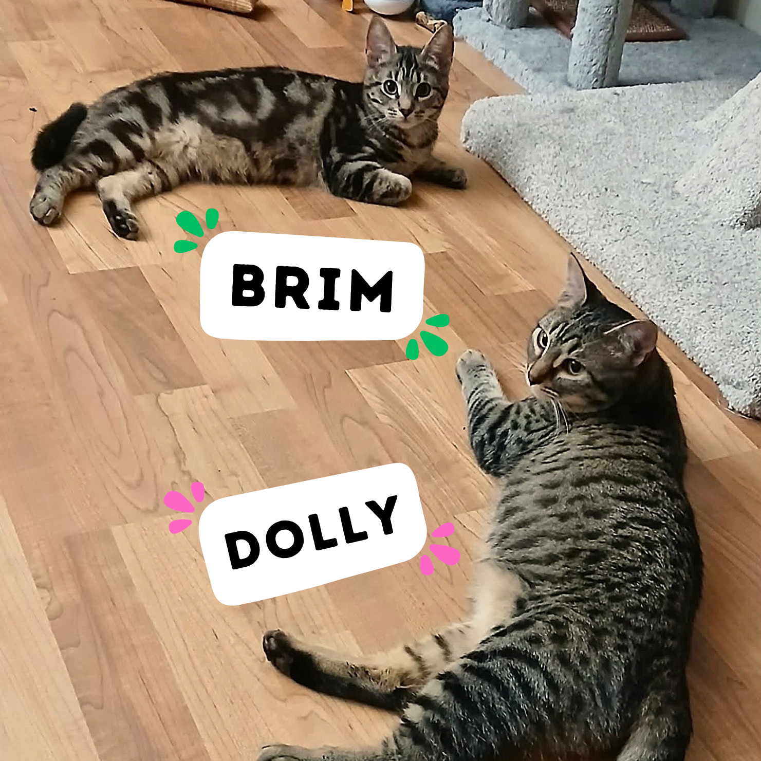 BRIM &amp; DOLLY