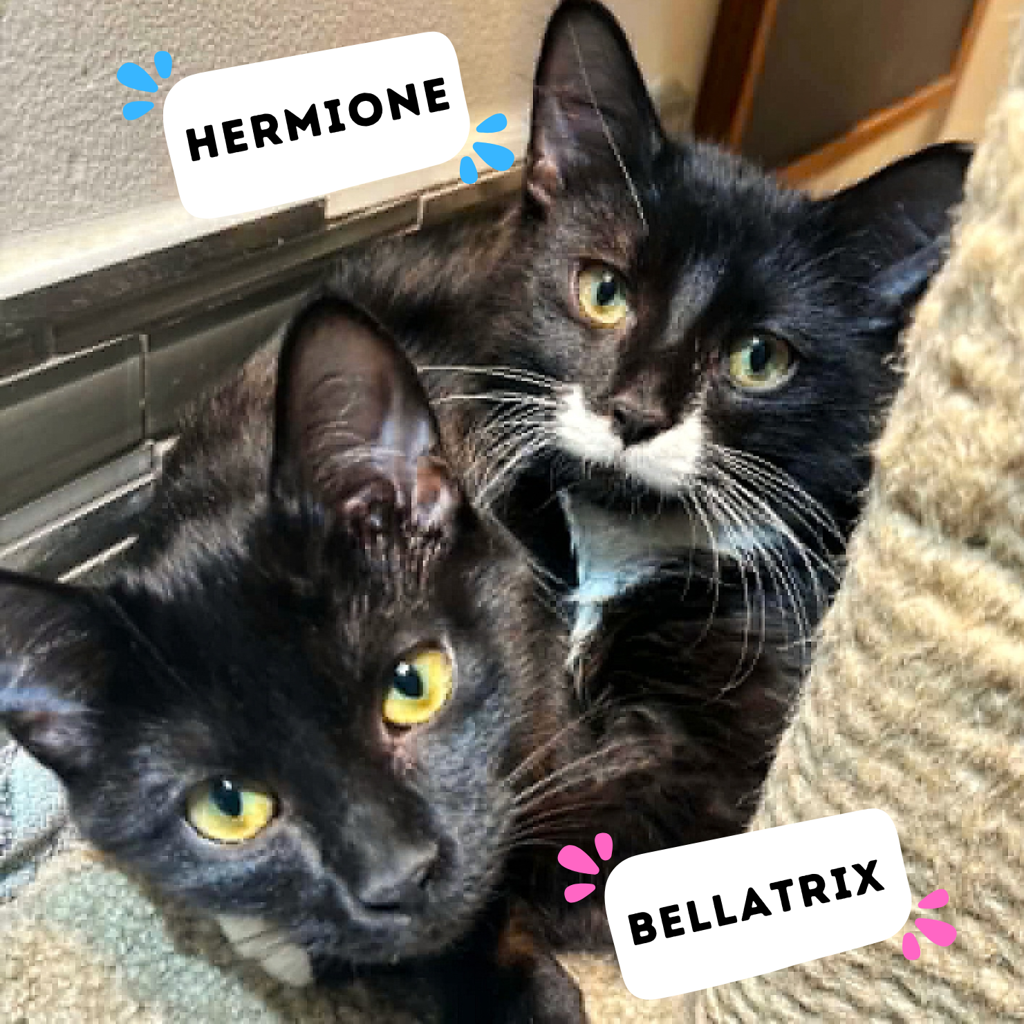 BELLATRIX &amp; HERMIONE