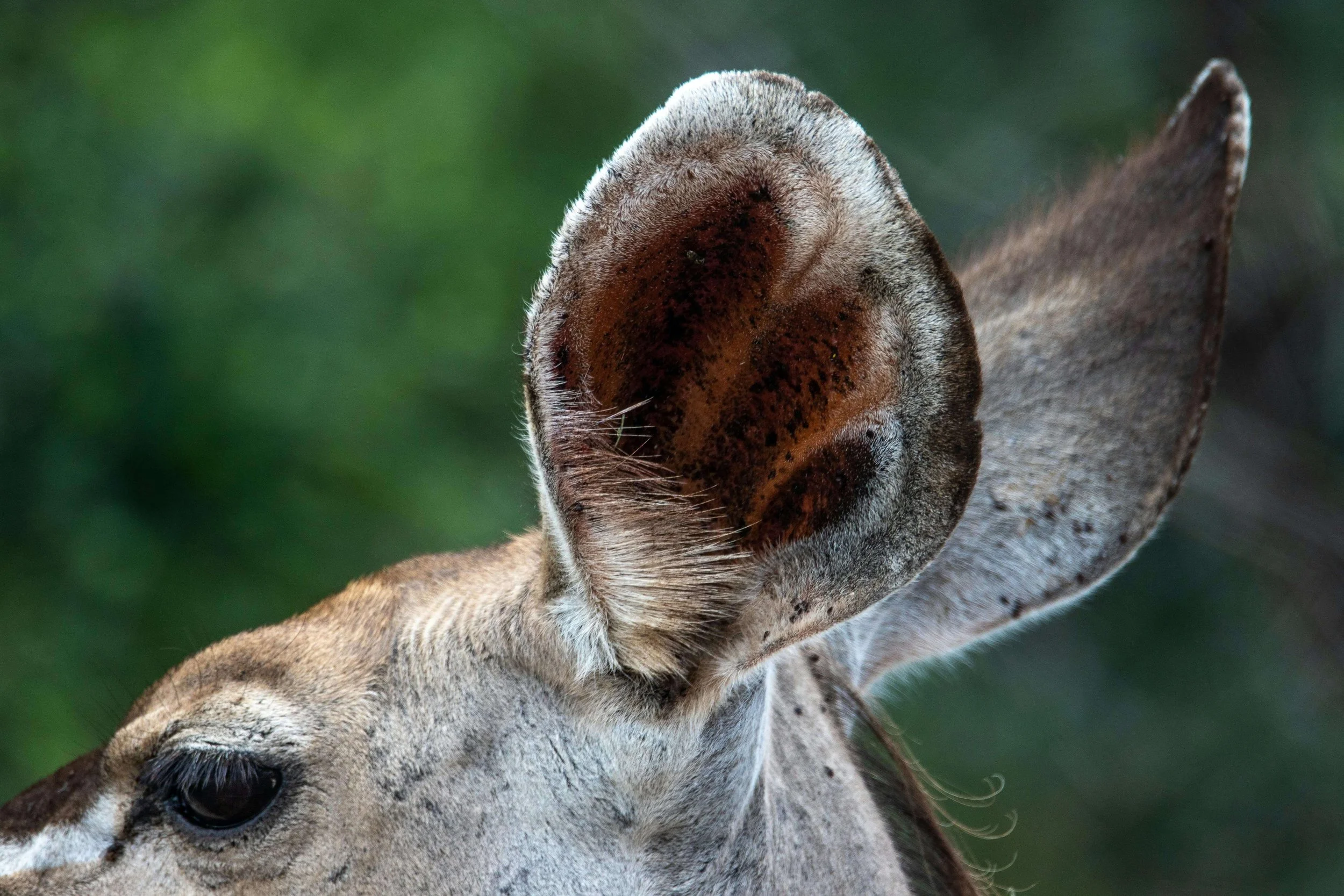 An Animal's Ear in Close-up Photography