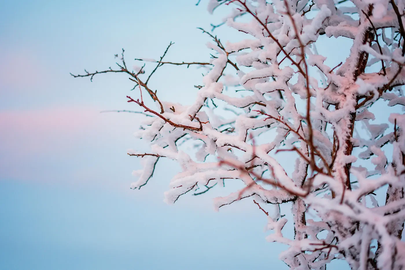 Snow-covered branches against a pale blue and pink winter sky