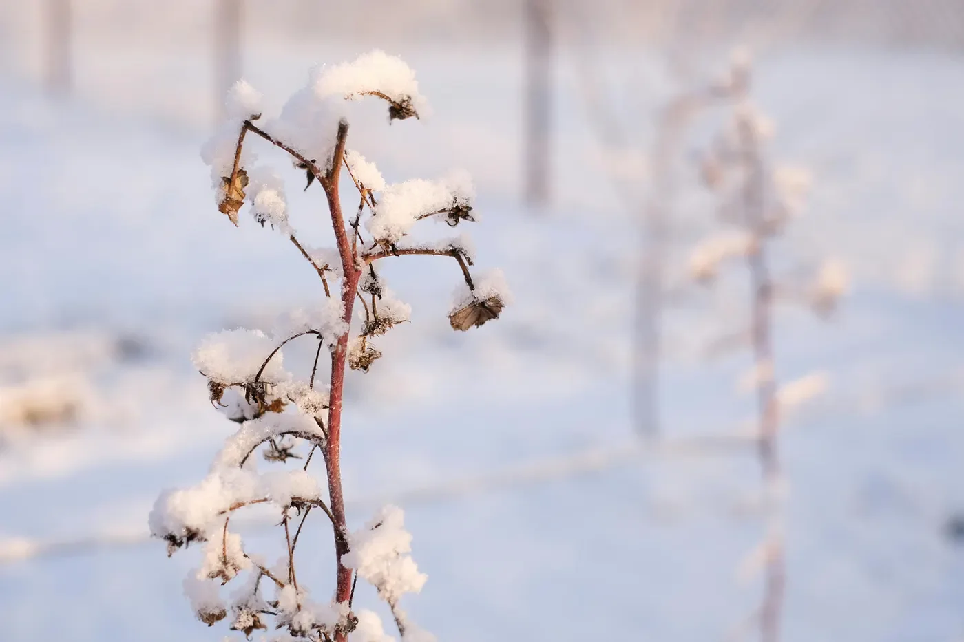 Dried plant stem dusted with snow in soft winter light