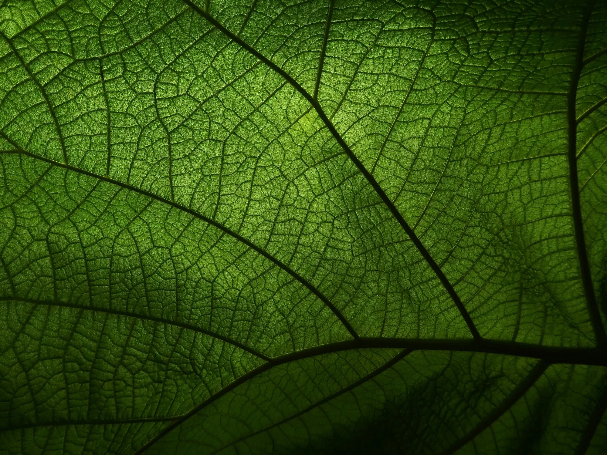 Extreme Close-up Photo of Green Leaf