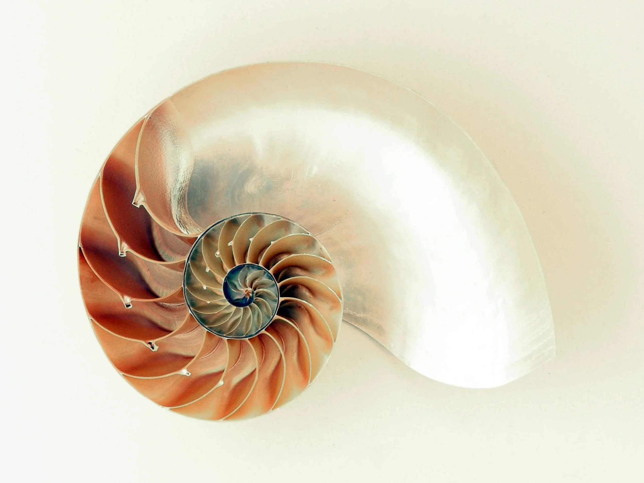 Close up of a Nautilus Seashell