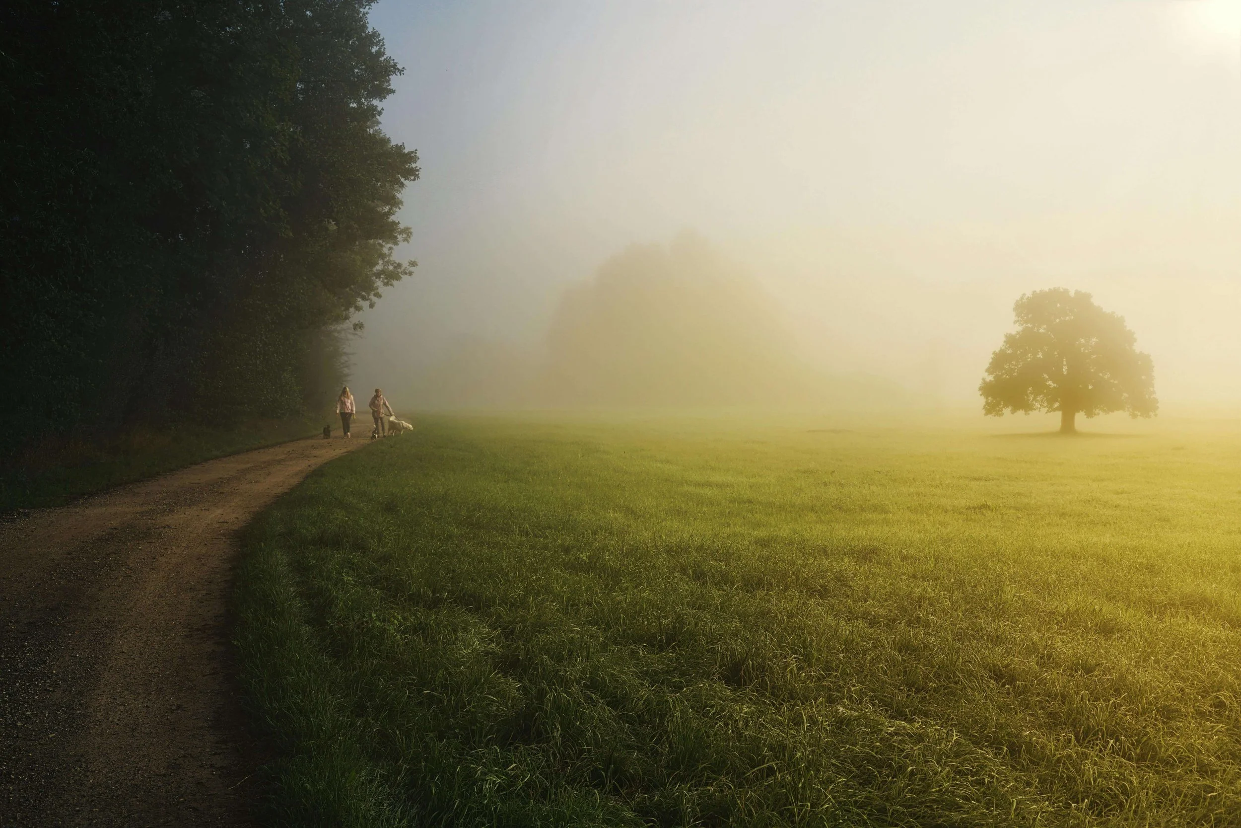 Fog over a Grass Field in the Countryside