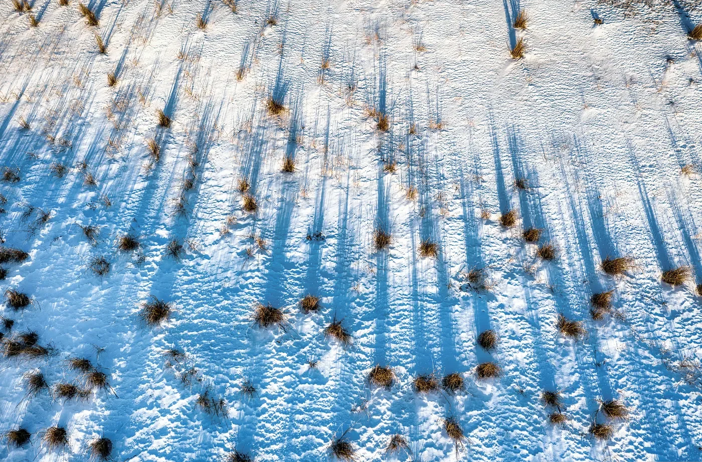 Long winter shadows stretching across snow with scattered grass tufts